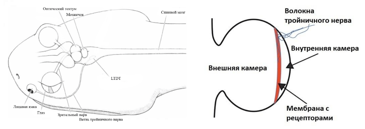 Схемы инфракрасной и зрительной систем змеи