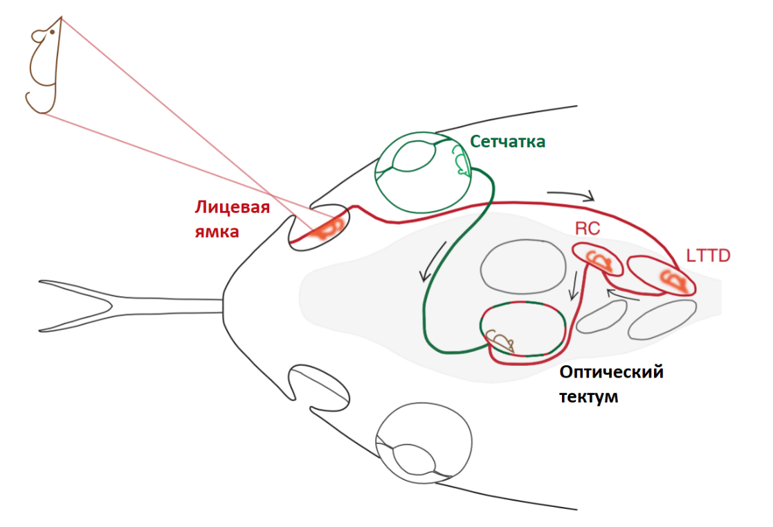 Два органа чувств