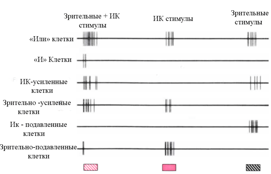 Активация нейронов тектума при ИК и зрительной стимуляции