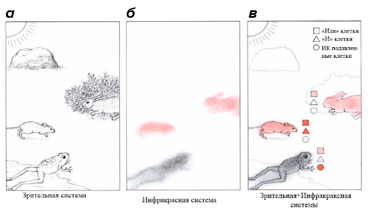 Схема гипотетического изображения объектов, воспринимаемых гремучей змеей