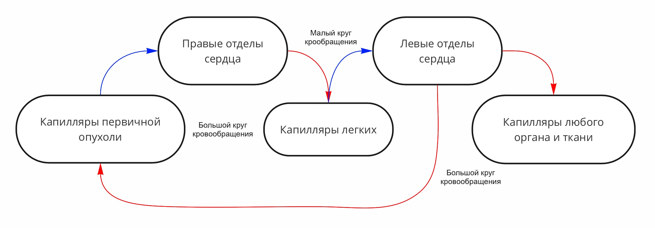 Схема миграции циркулирующих опухолевых клеток