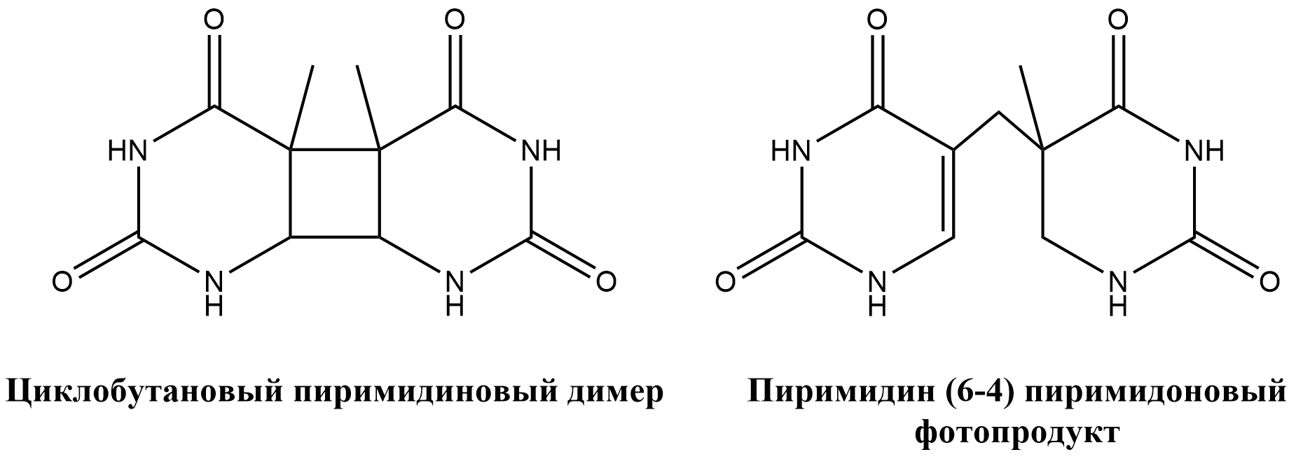 Фотопродукты