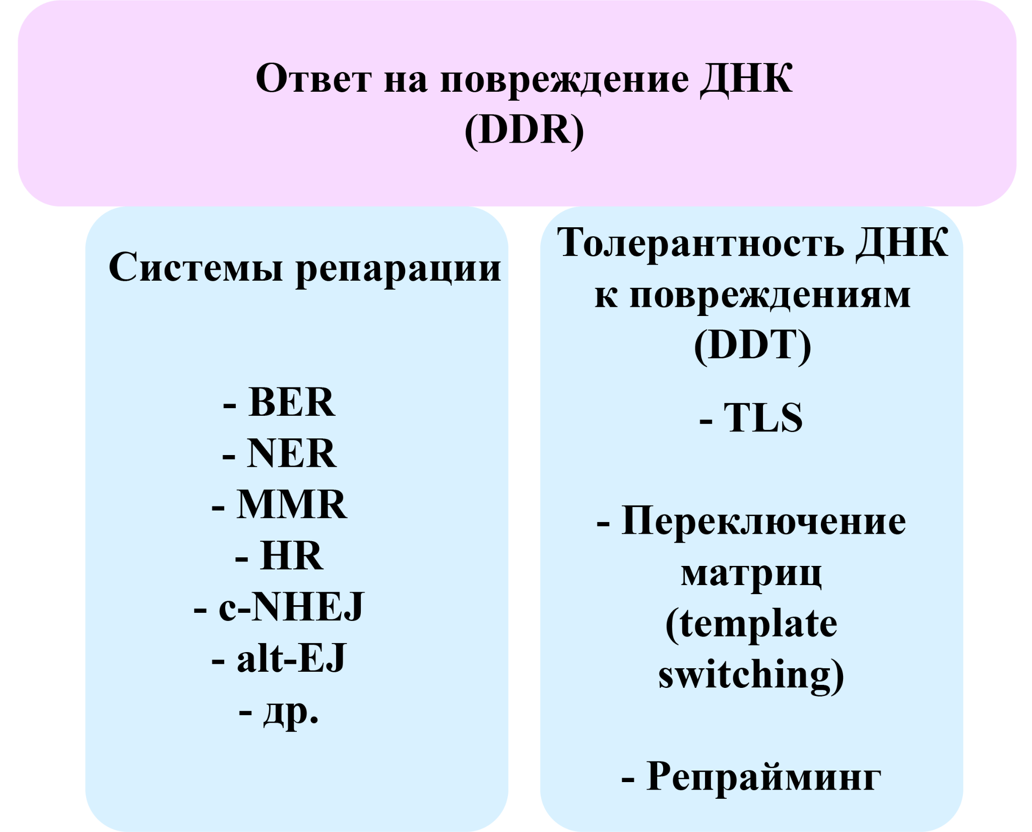 Ответ на повреждение ДНК