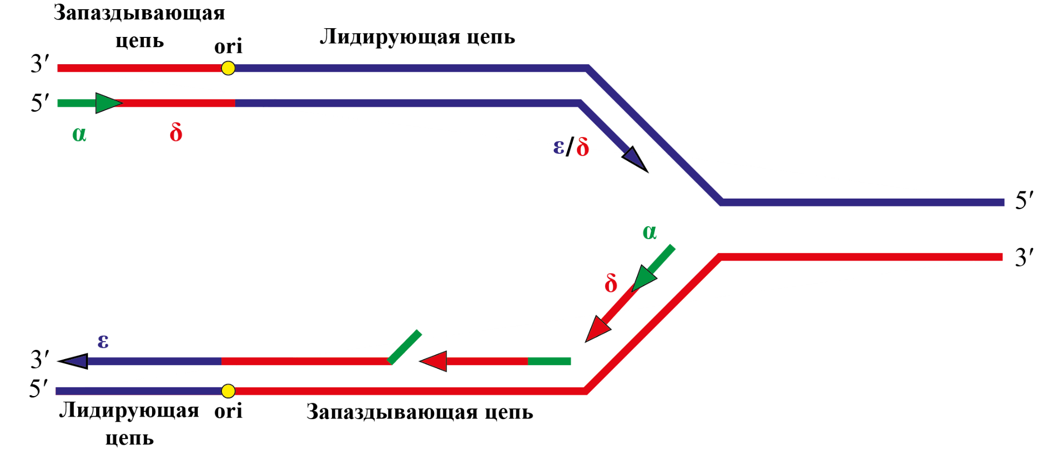 Современный взгляд на репликативную вилку и ее участников