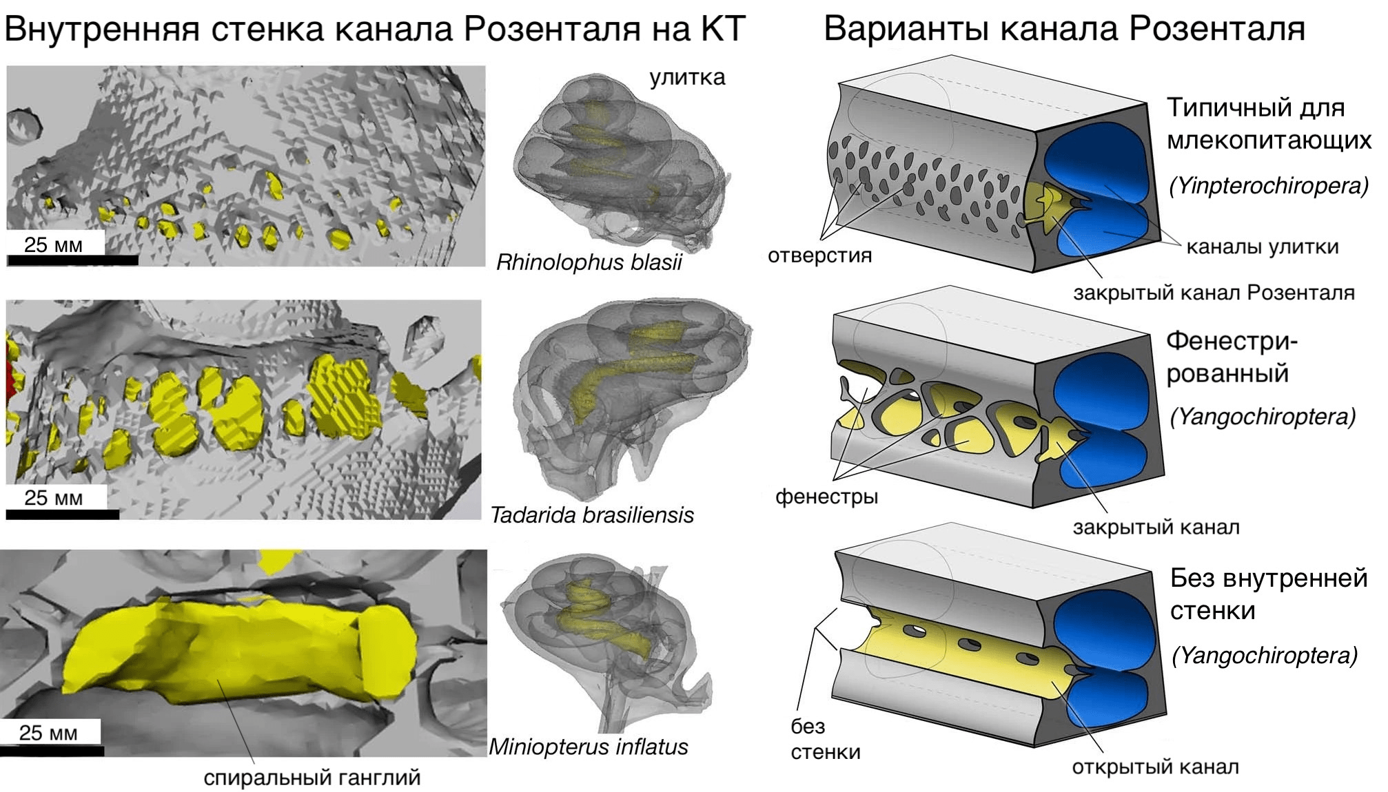 Эволюция внутреннего уха