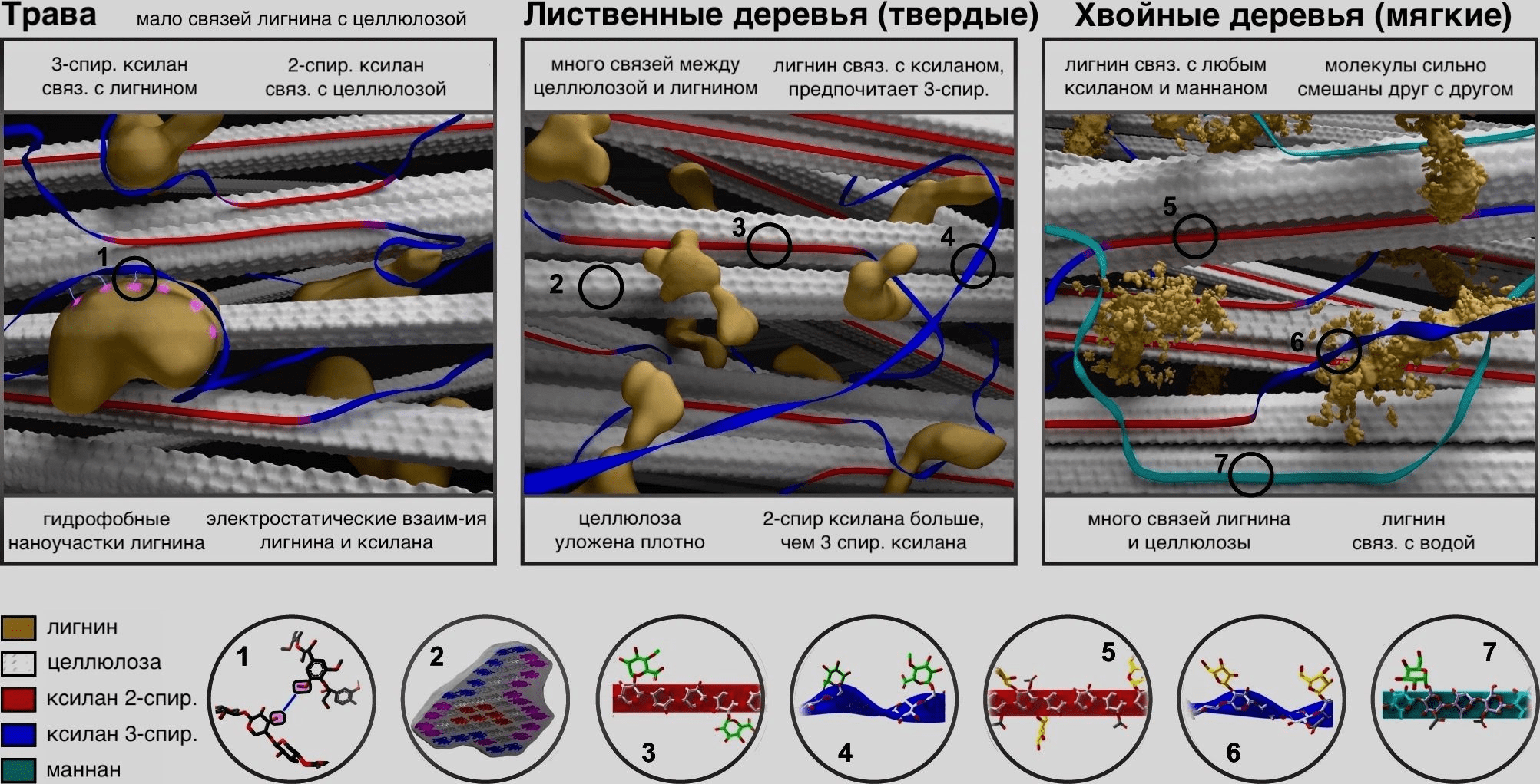 Состав клетчатки и связи между ее компонентами