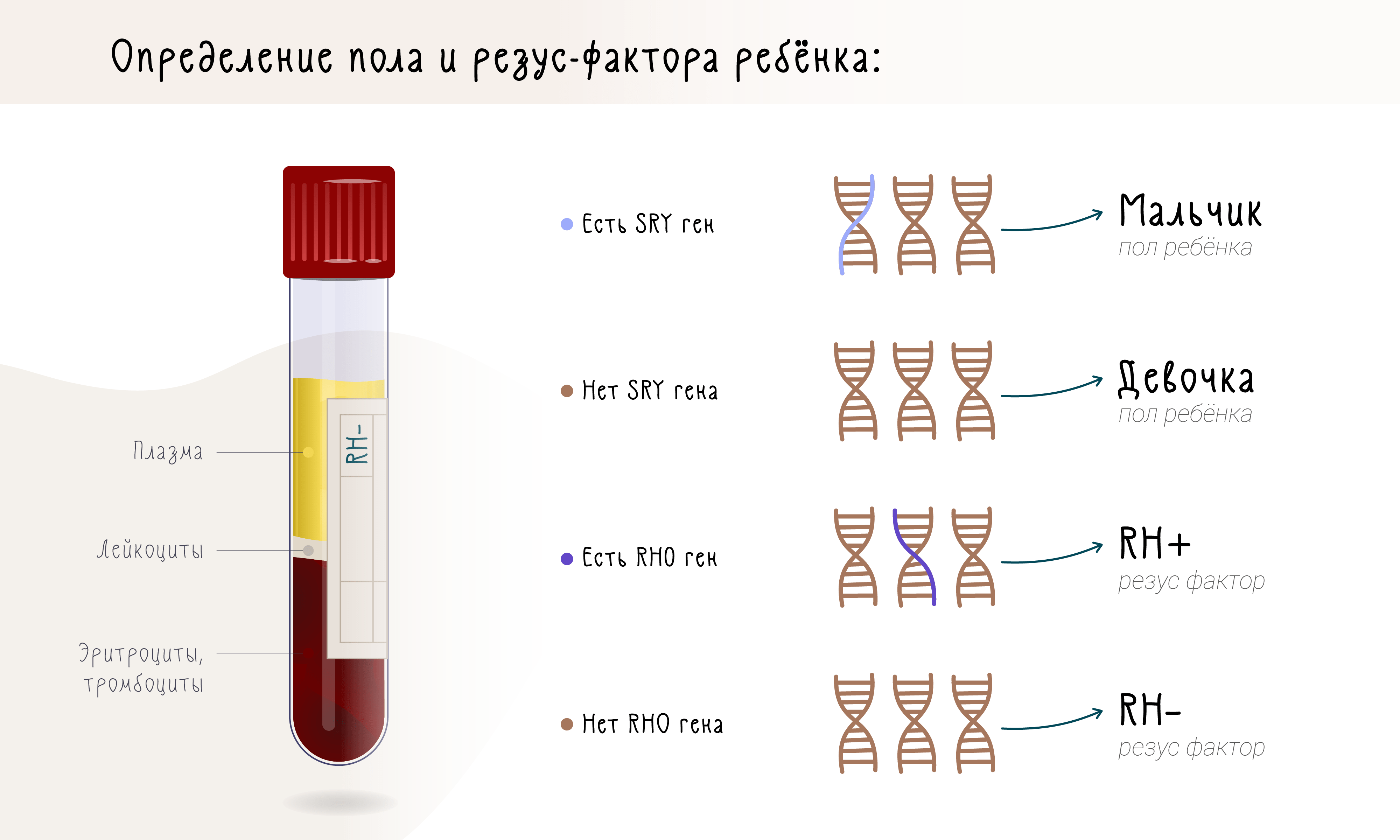 Определение пола и резус-фактора ребенка