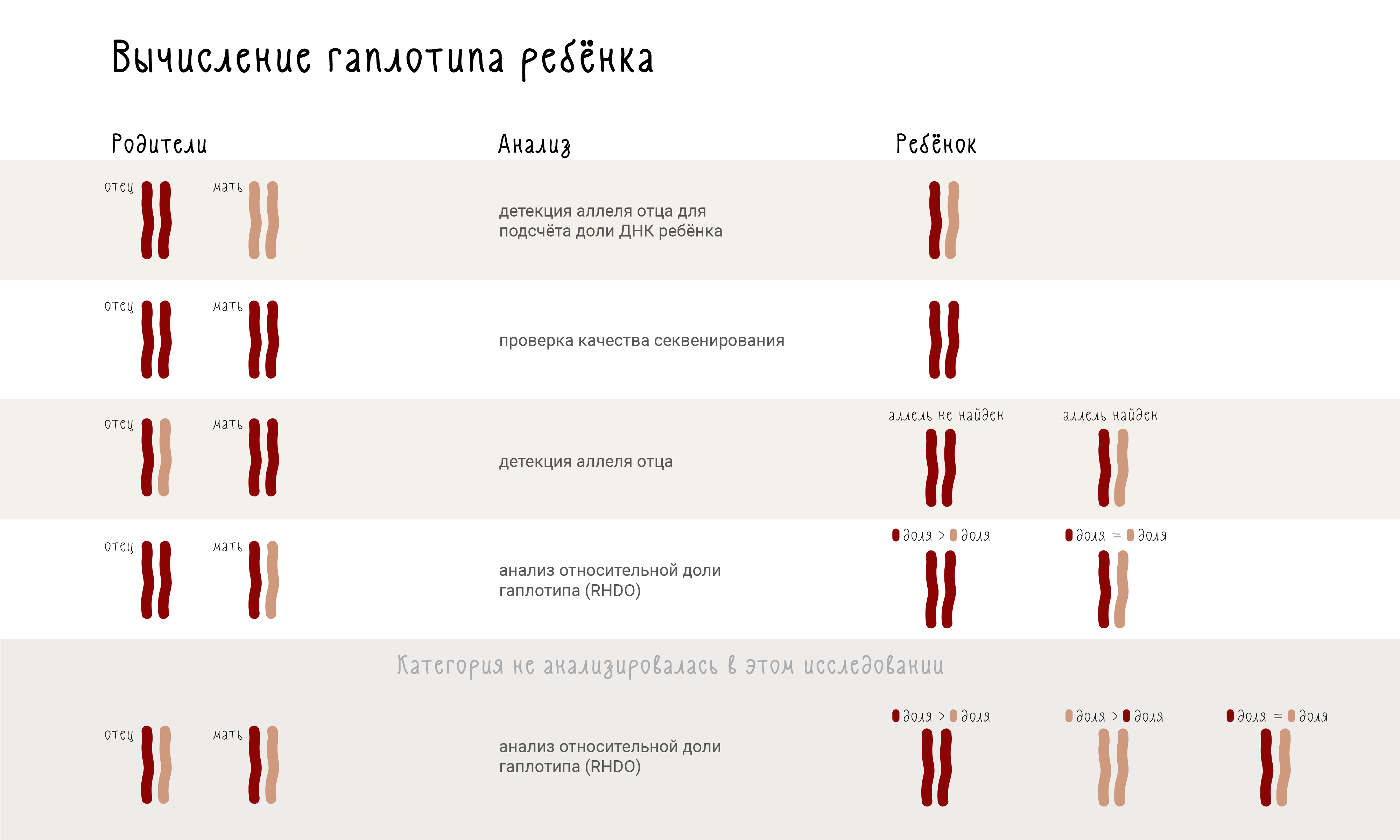 Вычисление гаплотипа ребенка