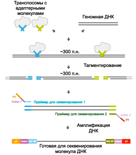 Подготовка библиотек с помощью наборов Nextera