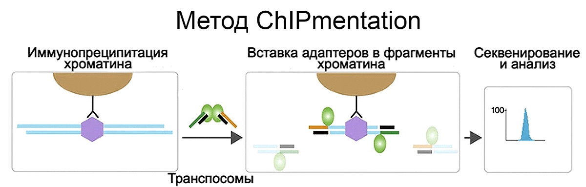 ChIPmentation