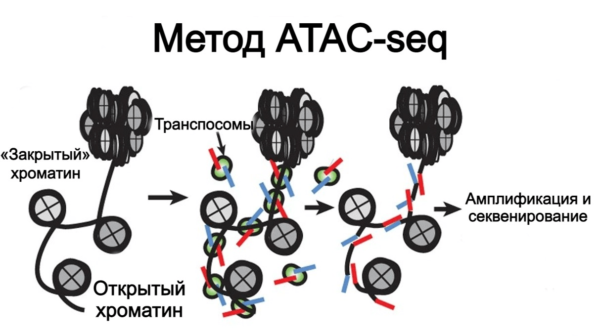 ATAC-seq