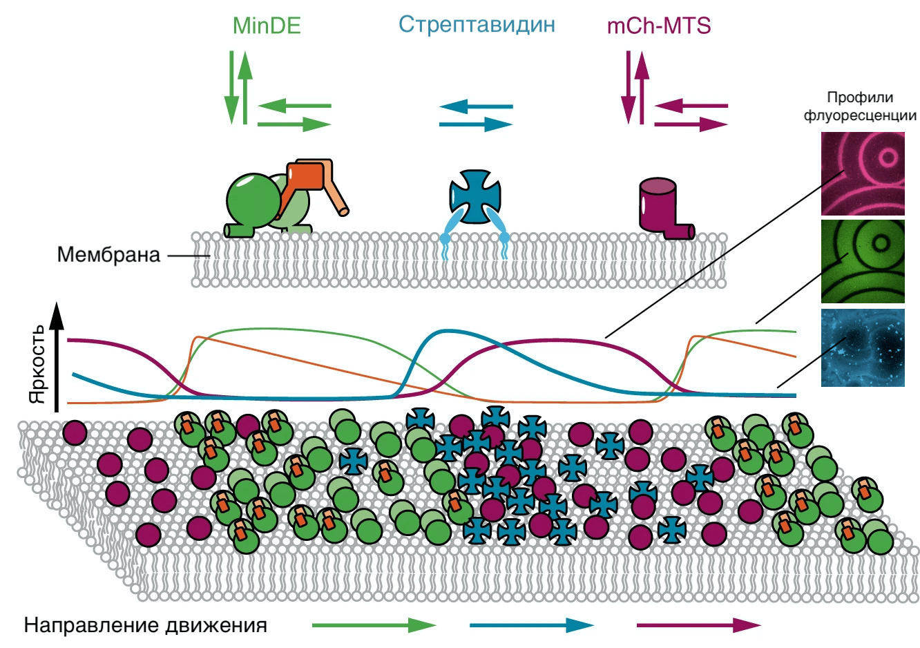 Движение белков по мембране