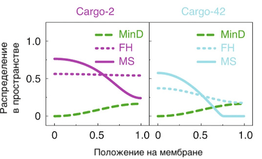 Чем больше MinD, тем меньше в этой точке мембраны грузов Cargo