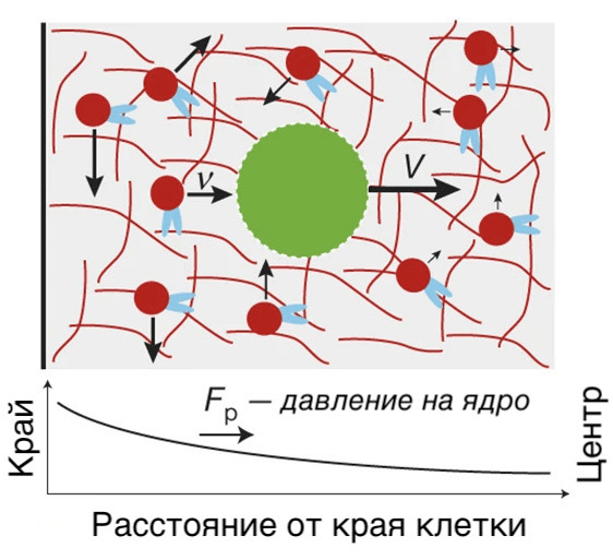 Активные пузырьки актина на периферии ооцита толкают ядро к центру