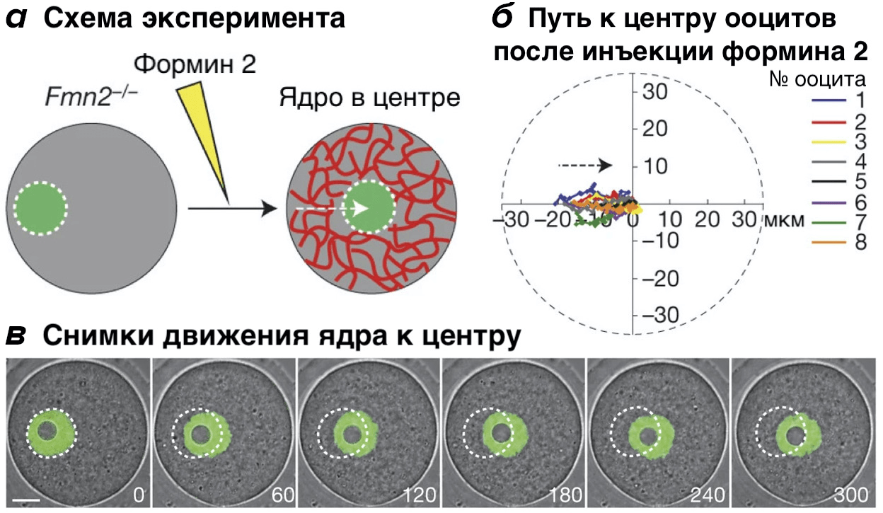 Без формина 2 сеть актина разрушается