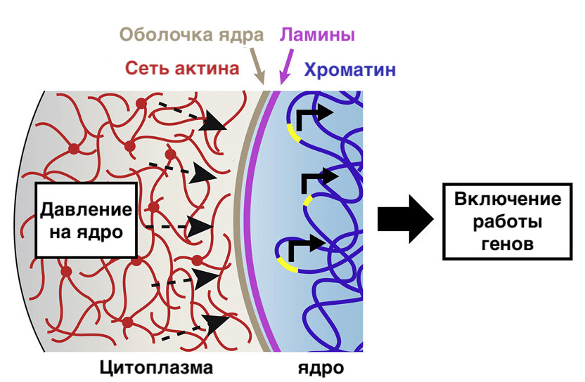 В отсутствие формина 2 ядро деформируется