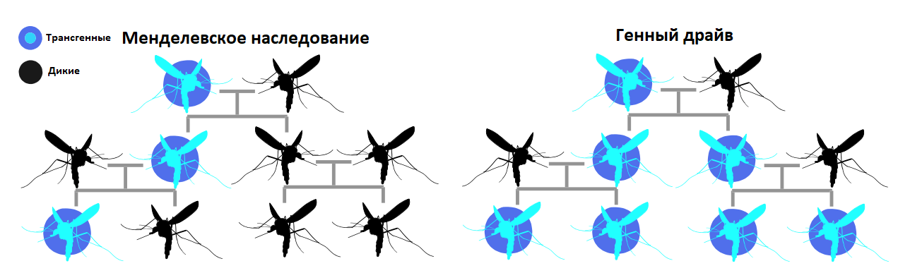 Менделевское наследование и генный драйв