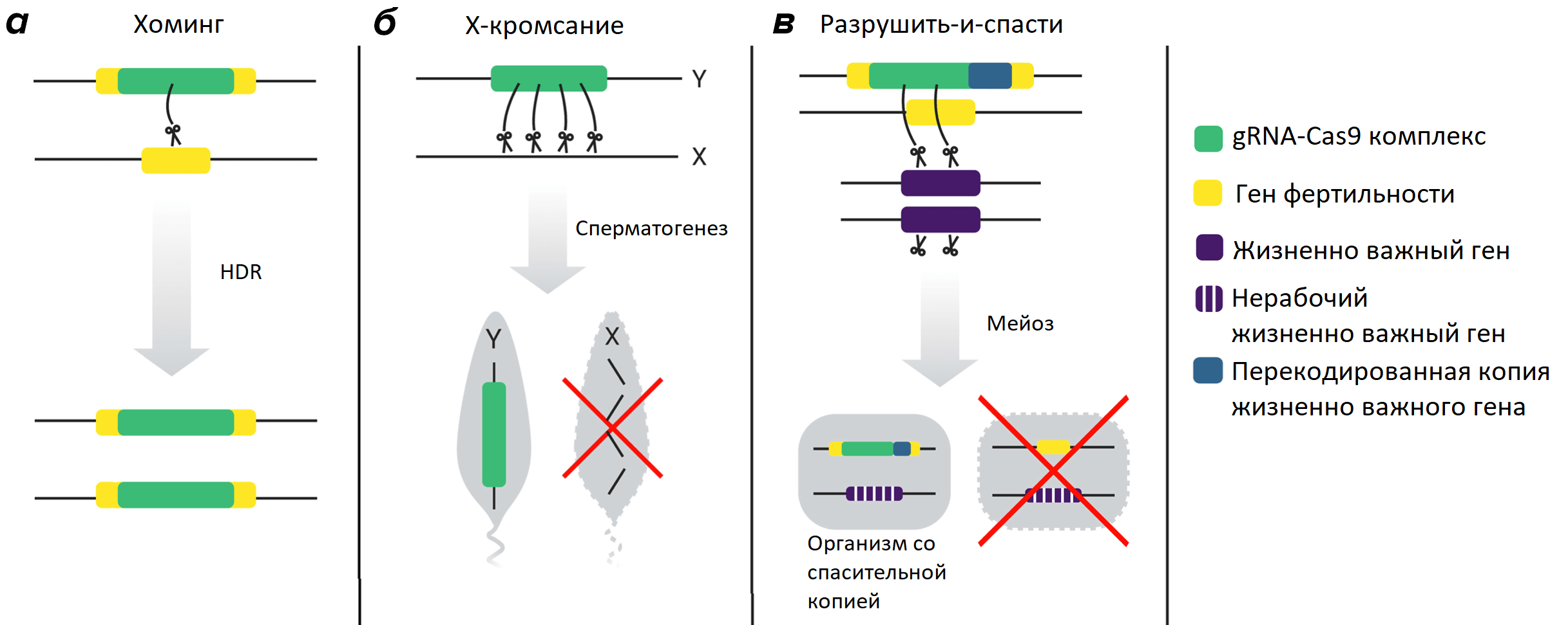 Способы редактирования генома, основанные на CRISPR-Cas технологии