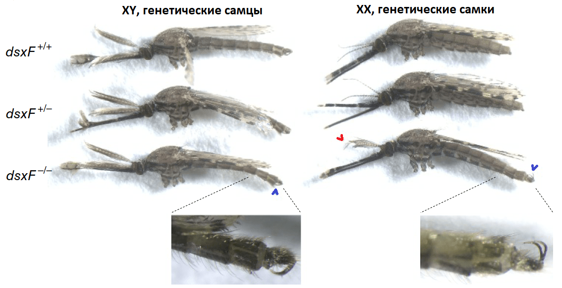 Фенотипы комаров