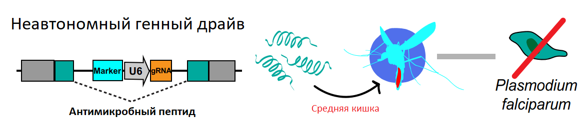 Неавтономный генный драйв антимикробного пептида