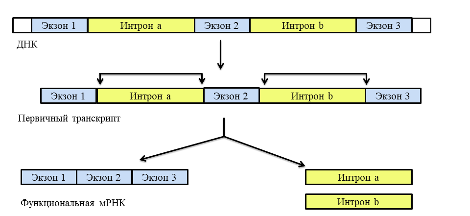 Сплайсинг первичного транскрипта у эукариот