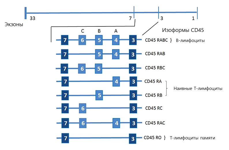 Экзон-интрон структура гена CD45