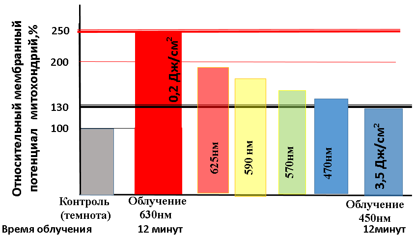 Мембранный потенциал митохондрий увеличивается