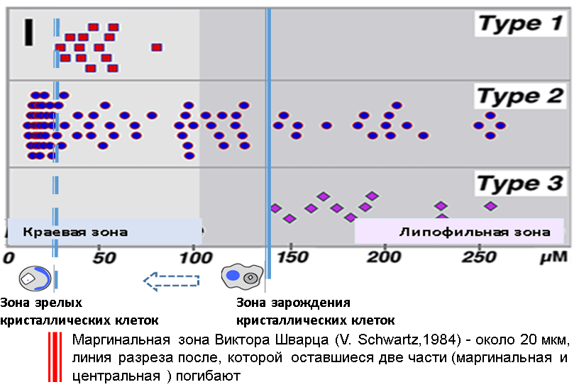 Распределение железистых и кристаллических клеток