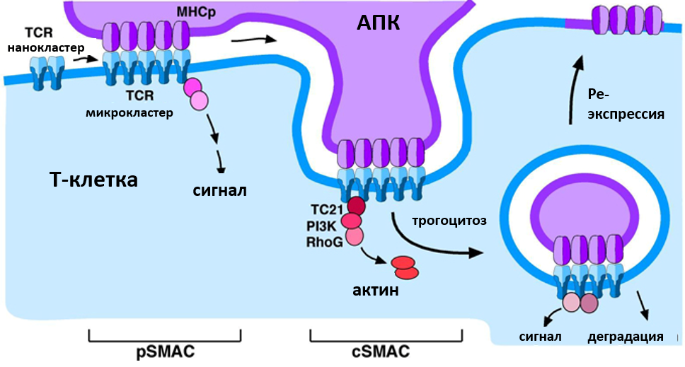 Интернализация и трогоцитоз у Т-лимфоцитов