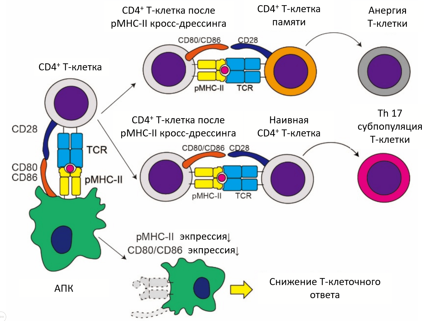 Последствия трогоцитоза для CD4+ субпопуляции Т-лимфоцитов