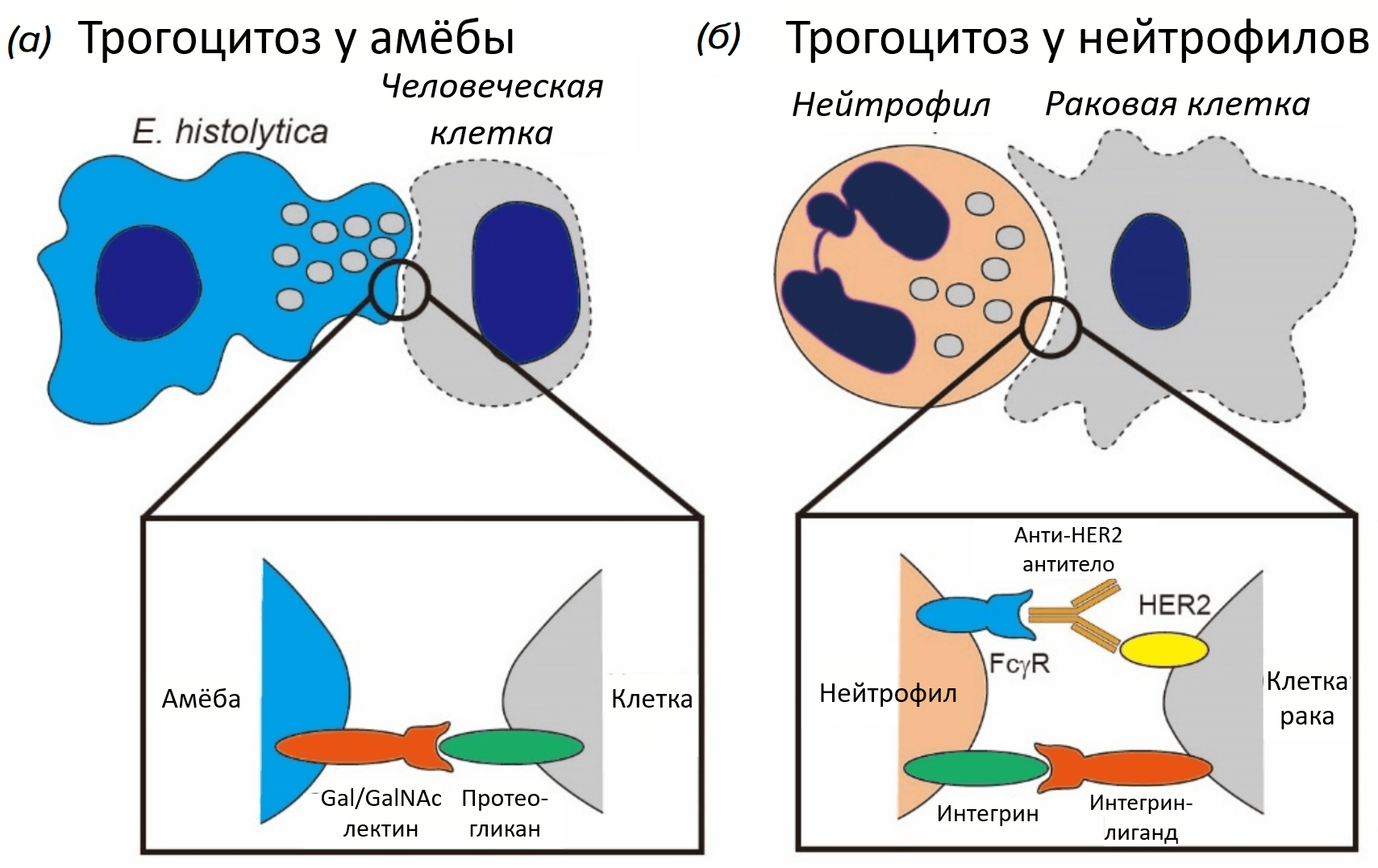 Схема трогоцитоза для амебы и нейтрофилов