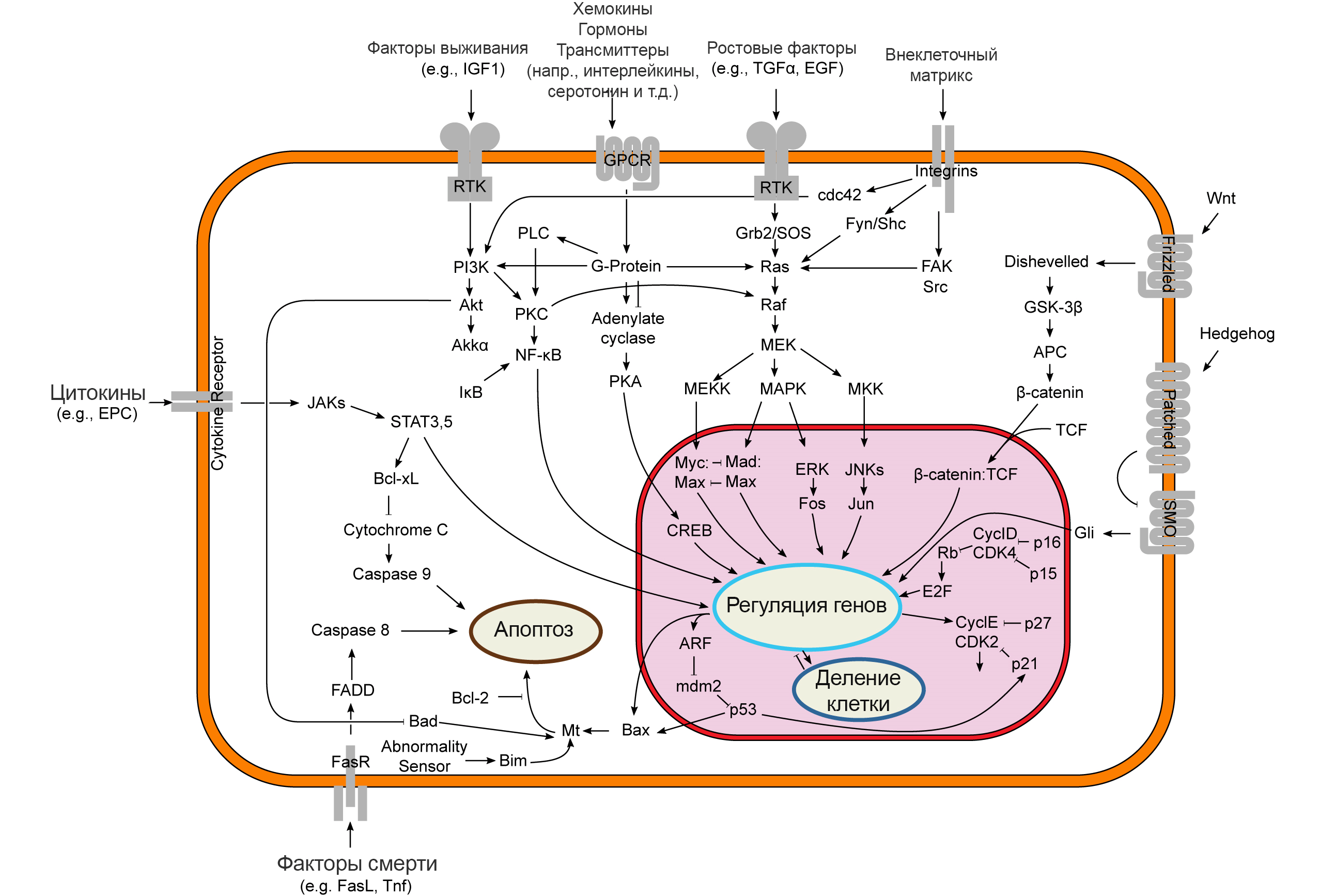 Пути передачи сигналов, участвующих в апоптозе