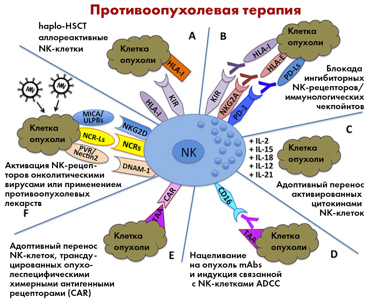 Возможные клинические приложения NK-клеток в противоопухолевой иммунотерапии