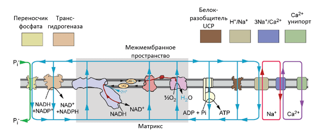 «Потребители» потенциала митохондрий