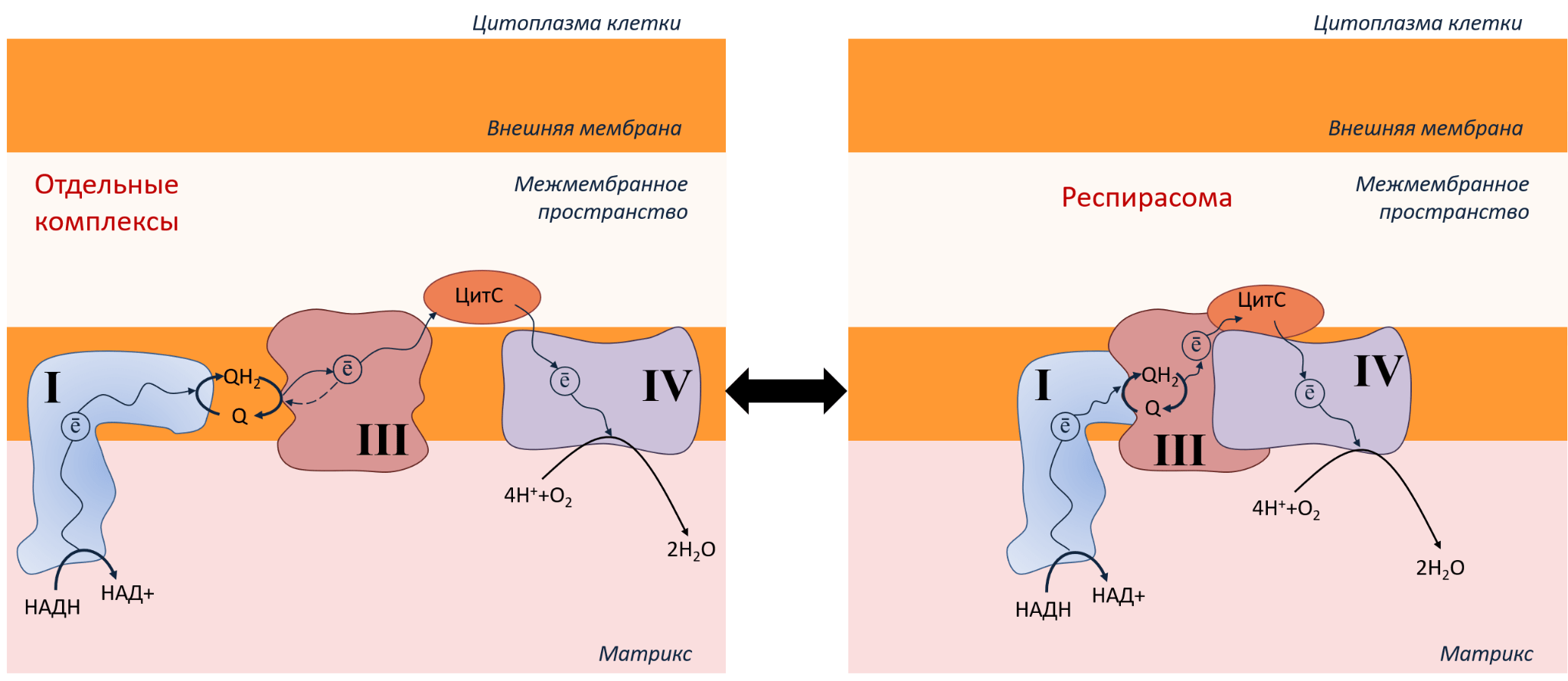 ЭТЦ в митохондриях