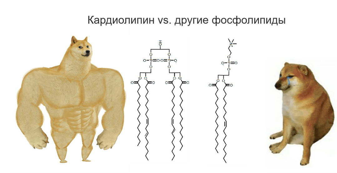 Принцип строения кардиолипина и других фосфолипидов