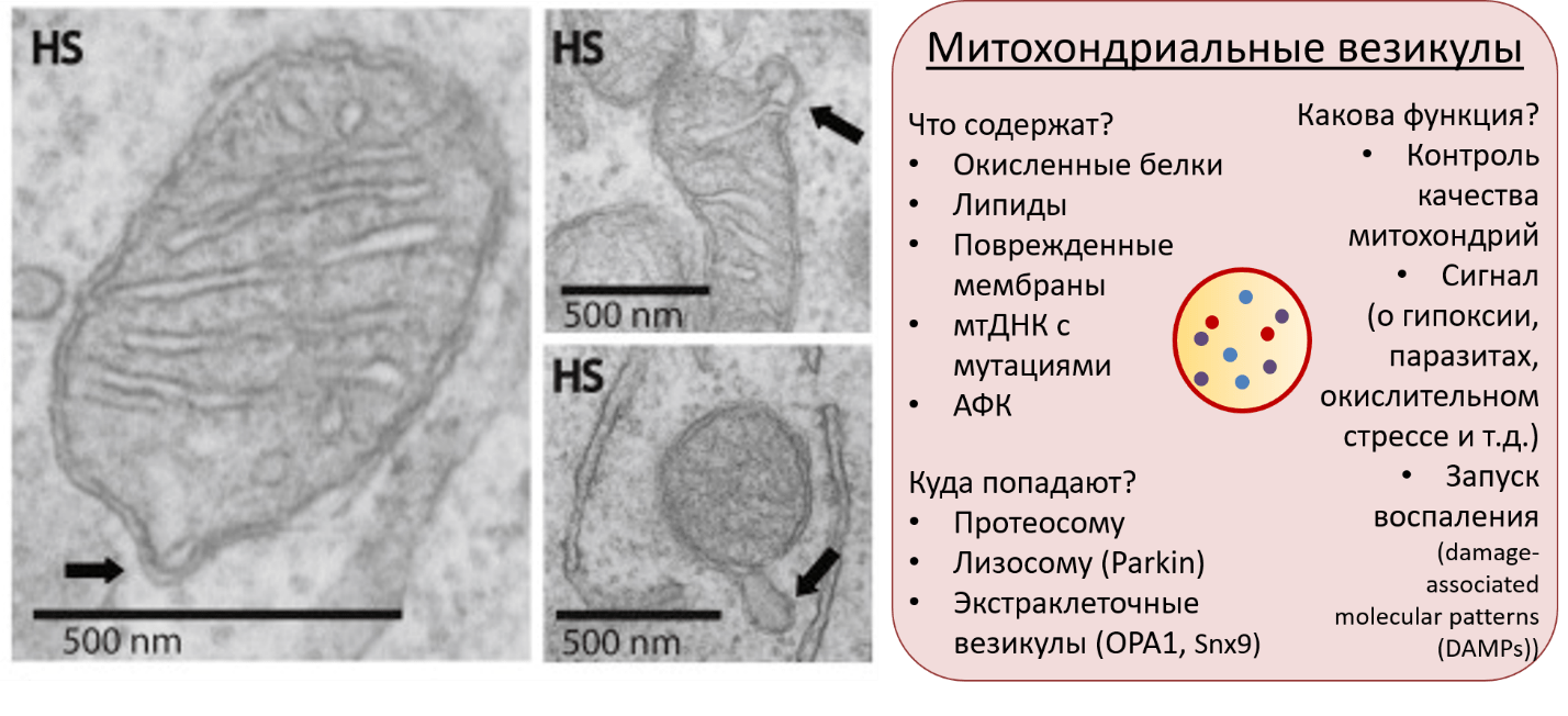 Просвечивающие электронные микрофотографии митохондриальных везикул