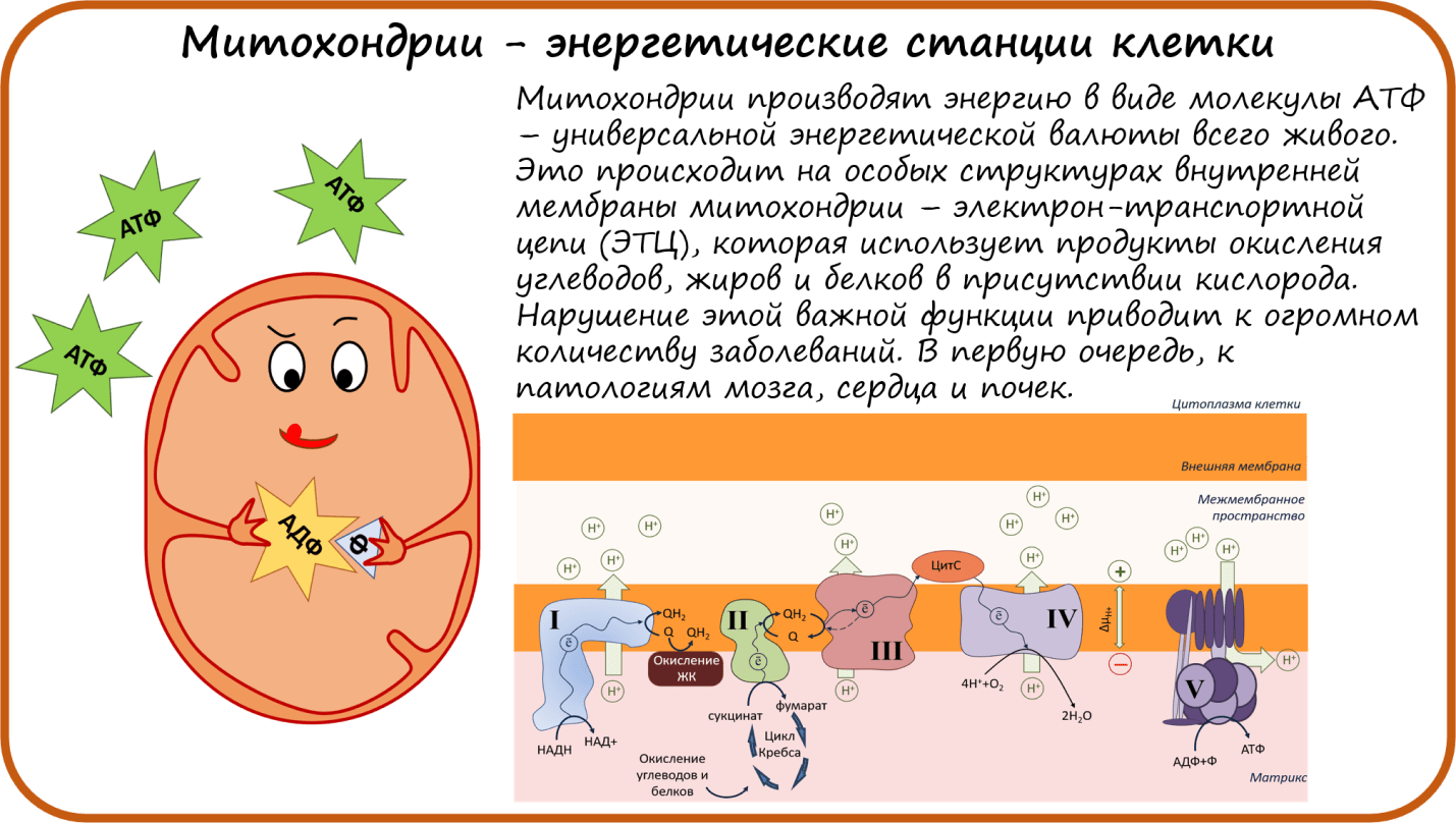 Митохондрии — энергетические станции клетки