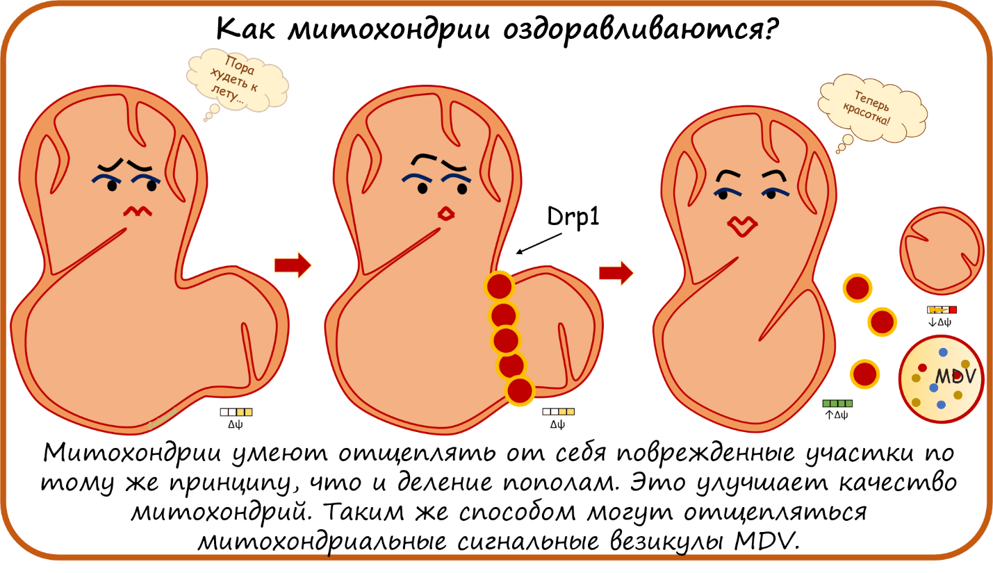 Как митохондрии оздоравливаются?