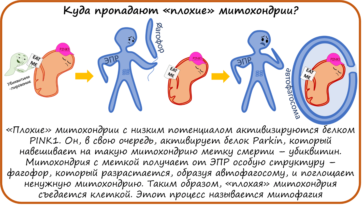 Куда пропадают плохие митохондрии?