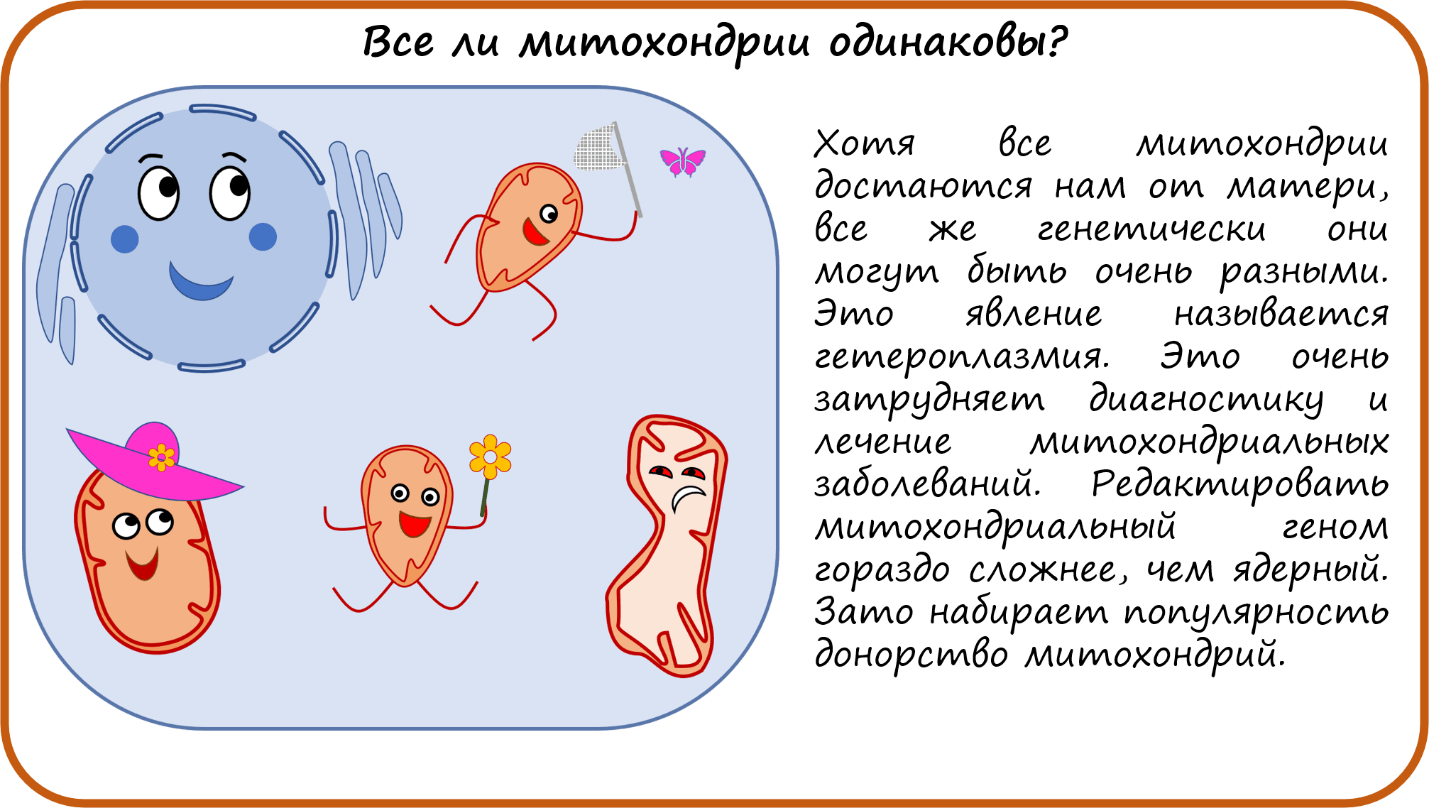 Все ли митохондрии одинаковы?