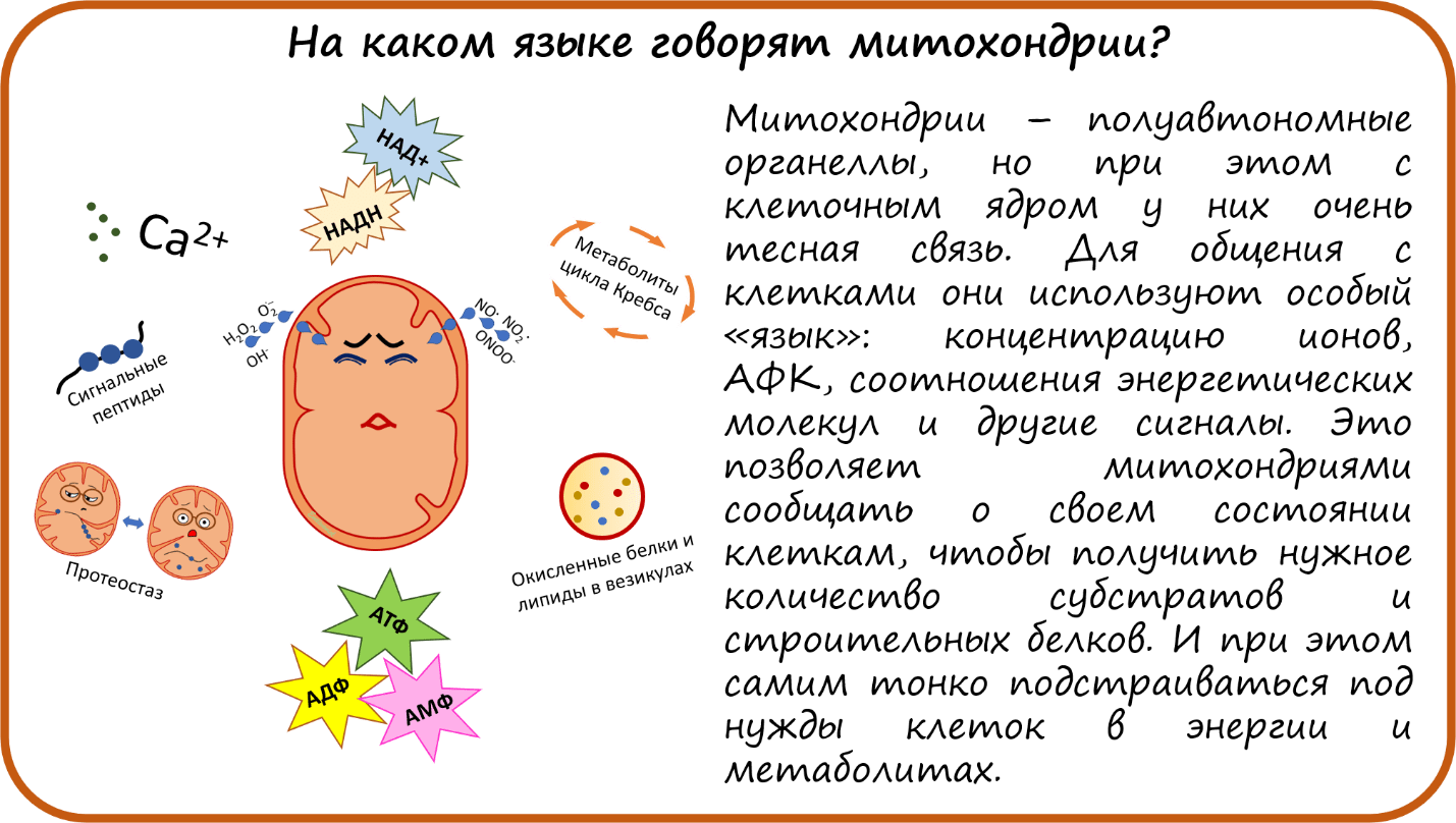 На каком языке говорят митохондрии?