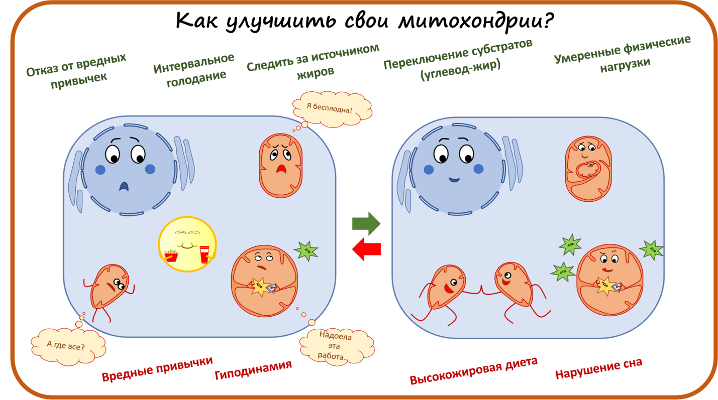 Как улучшить свои митохондрии?