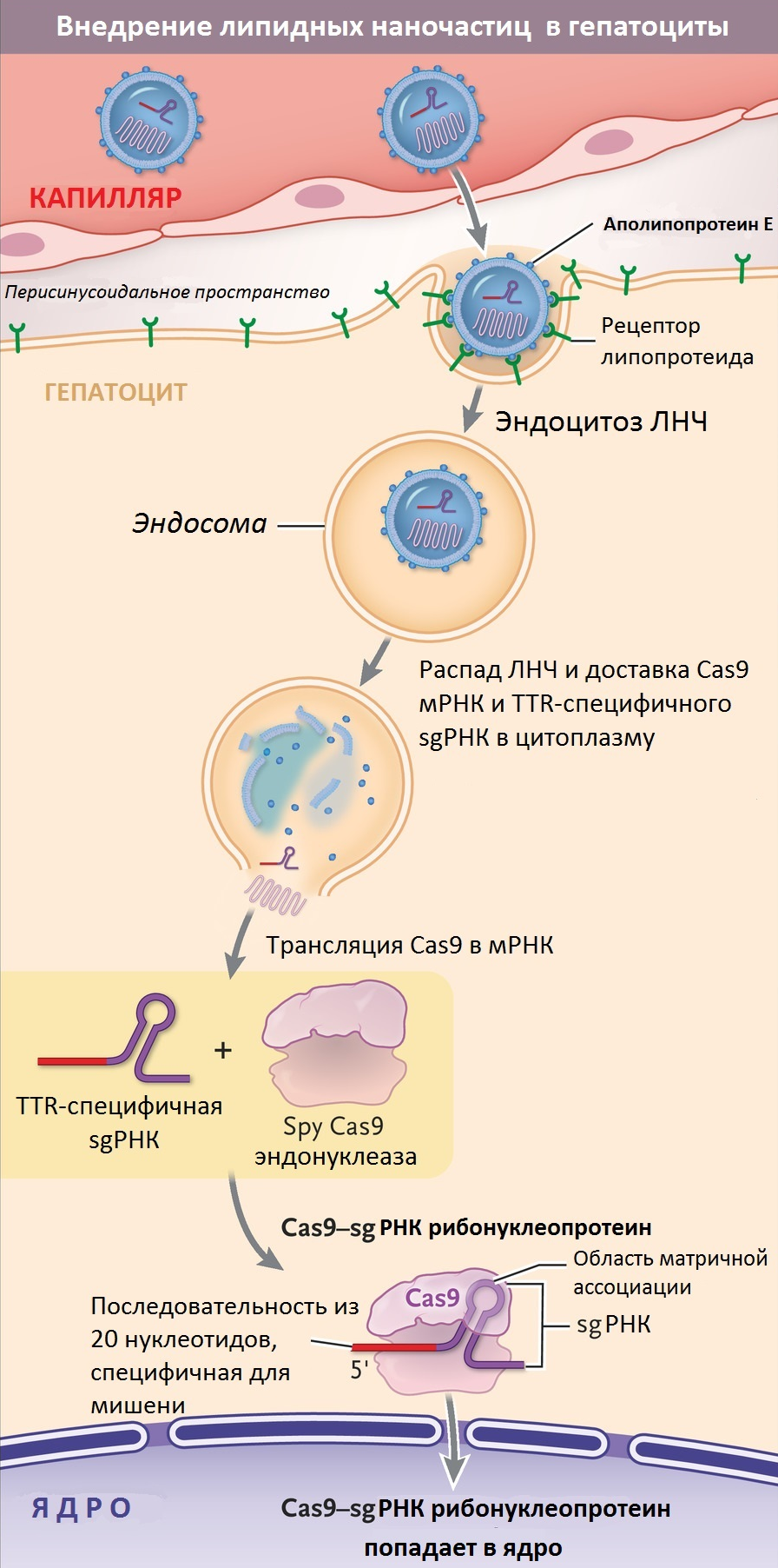 Транспорт NTLA-2001 в печень