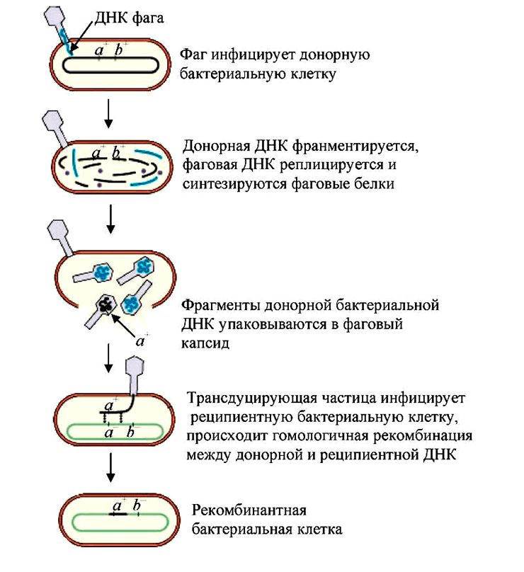 Схематическое изображение общей (неспецифической) фаговой трансдукции