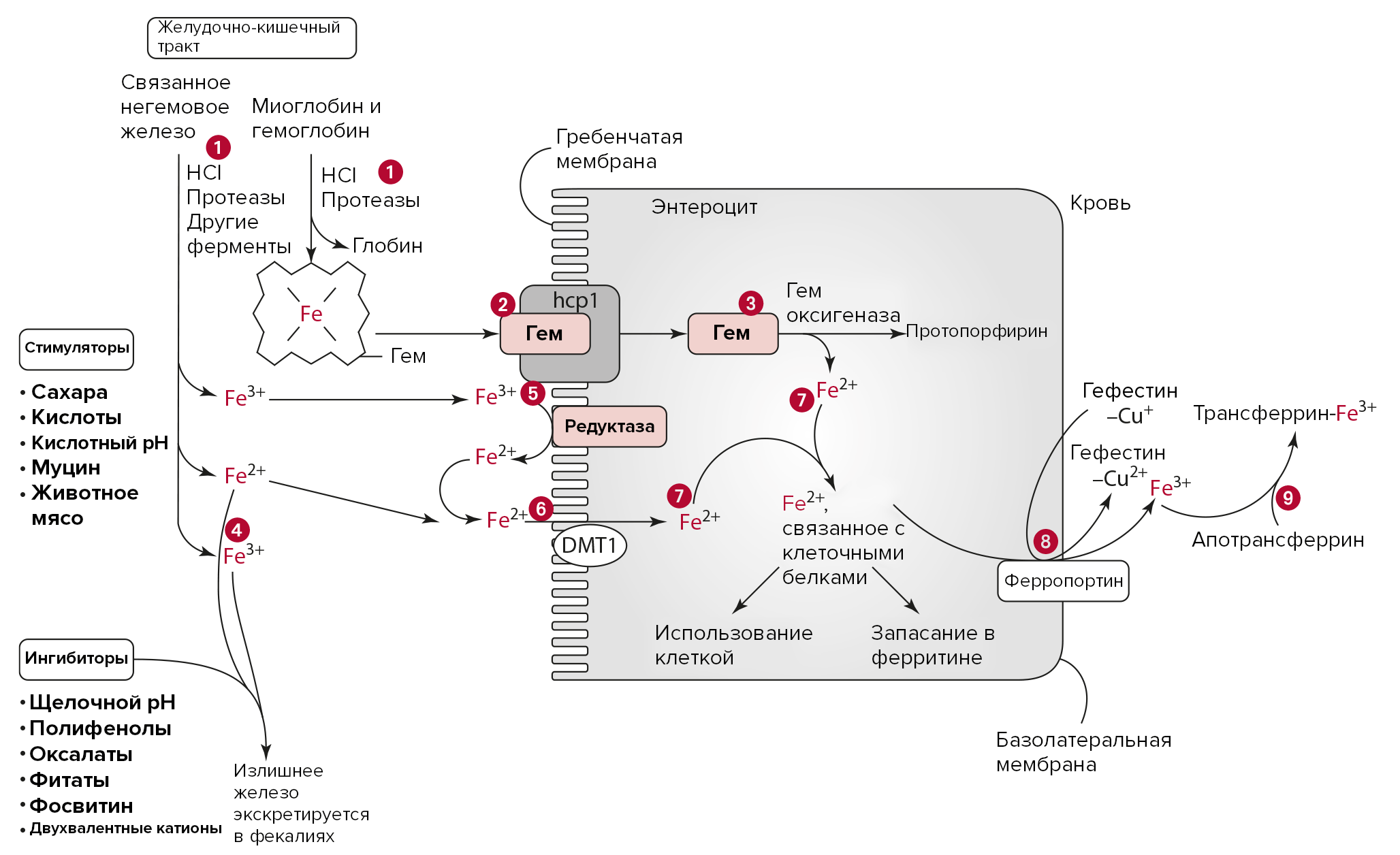 Абсорбция и транспорт железа в энтероците