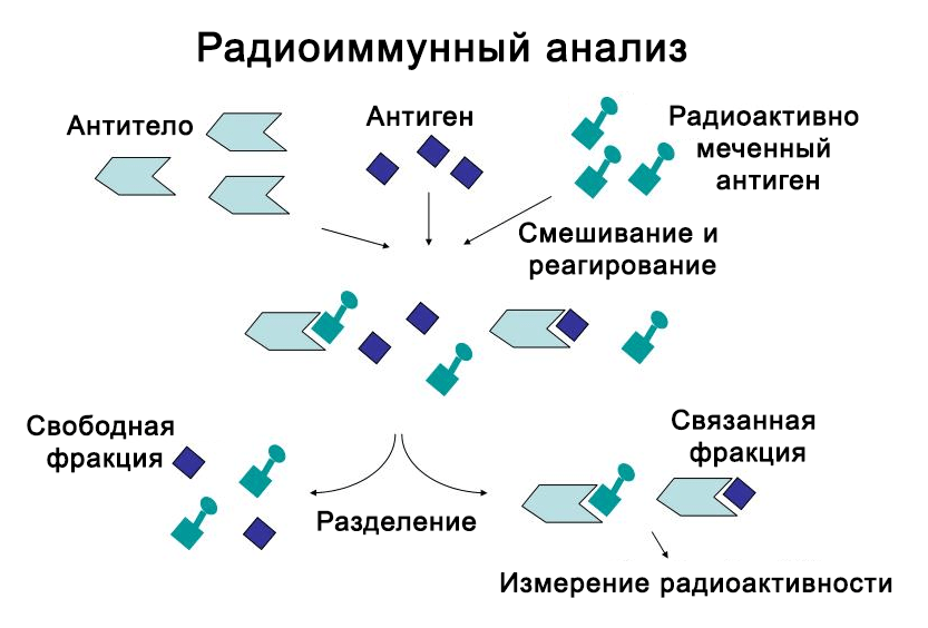 Радиоиммунный анализ