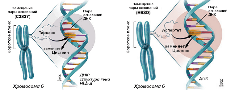 Мутации гемохроматоза