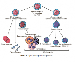 Процесс кроветворения