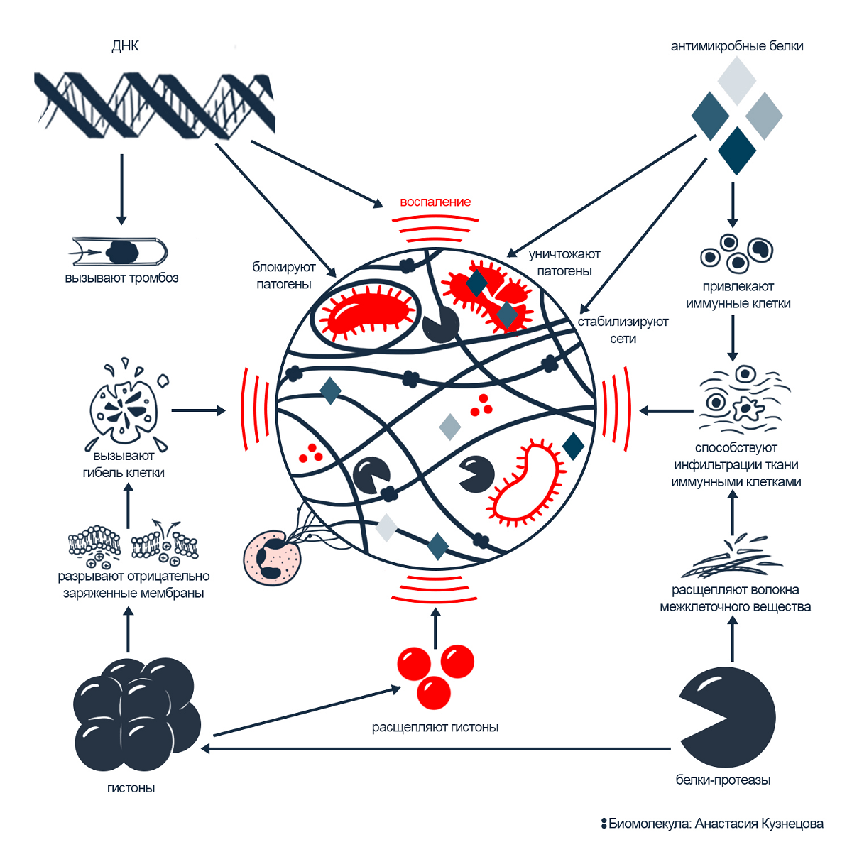 Свойства компонентов NETs